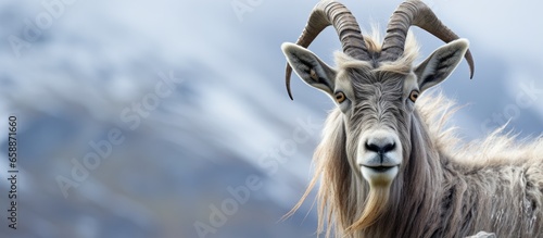 Close up portrait of male Markhor with long coiled horns found in Central Asia Karakoram and the Himalayas