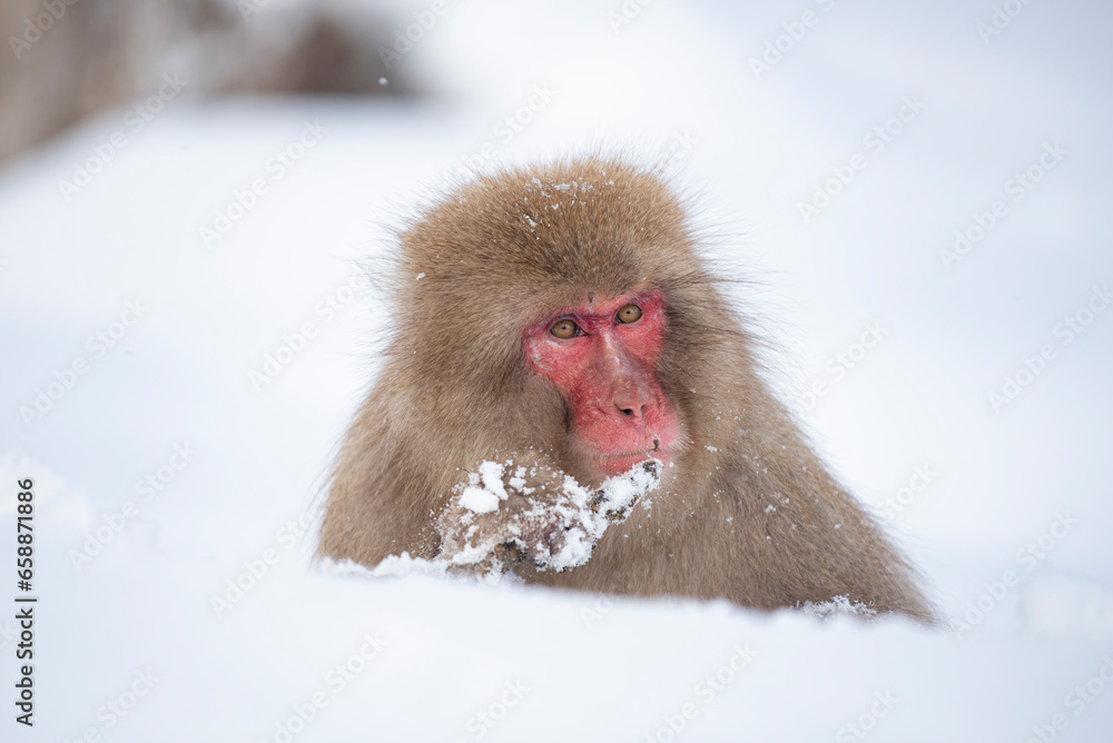 Naklejka premium Japanese snow monkey on snow hill in winter at Jigokudani Snow Monkey Park, Nagano, Japan 