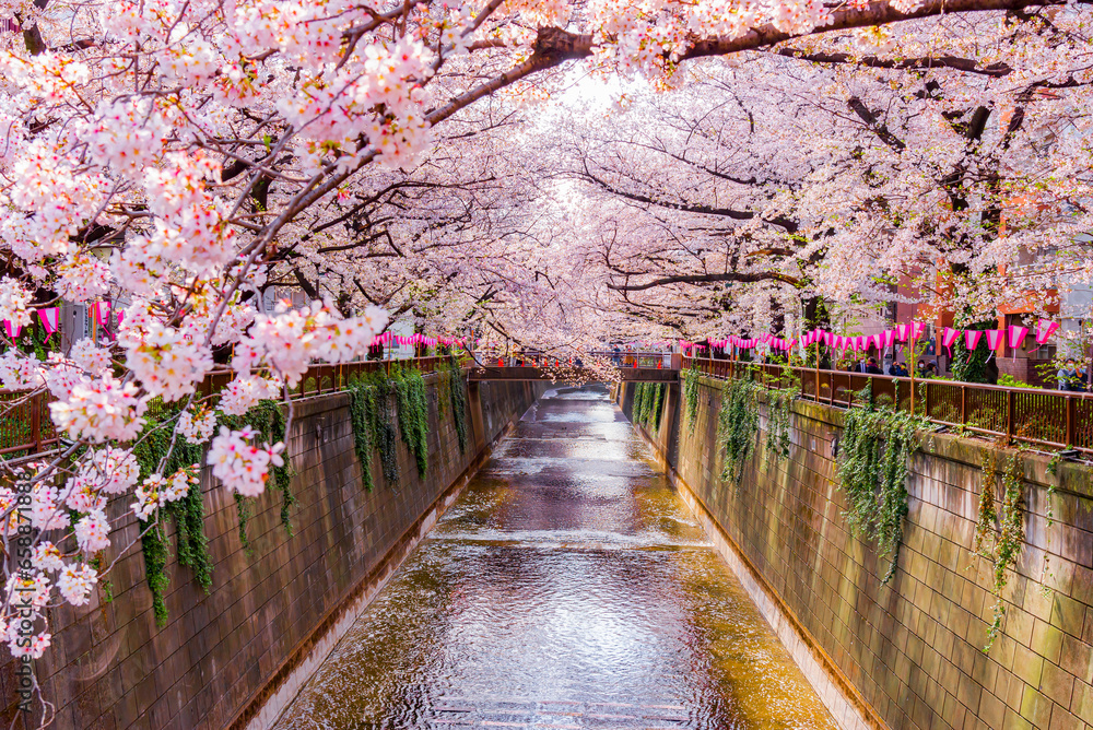 Japan - March 29, 2023 : Scenic landscape of Pink Sakura Tree Tunnel fully blooming in springtime along Meguro river, One of most famous tourist destination for Sakura sightseeing in Tokyo - obrazy, fototapety, plakaty 
