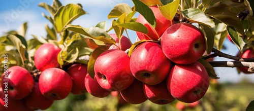 Juicy red fruit grows on delicious apple trees in the orchard With copyspace for text photo