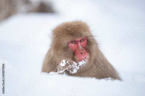 Photography Japanese snow monkey on snow hill in winter at Jigokudani Snow Monkey Park, Naga