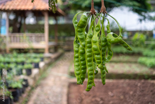 фотографія Indonesian Petai