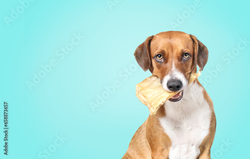 Dog with chew ear in mouth on blue background. Cute puppy dog sitting with large baked water buffalo ear in mouth and funny face expression. Chew fun  dental health or teething. Selective focus.