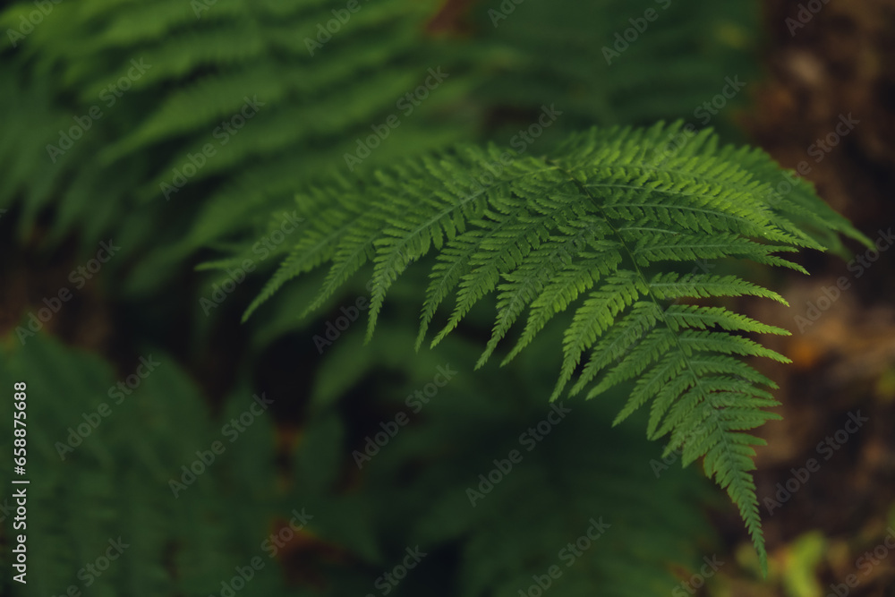 Natural ferns in forest blurred background. Green fern plants in nature landscape. Fresh green tropical foliage. Rainforest jungle landscape Nature organic wallpaper background Natural ferns in forest blurred background. Green fern plants in nature landscape. Fresh green tropical foliage. Rainforest jungle landscape Nature organic wallpaper background