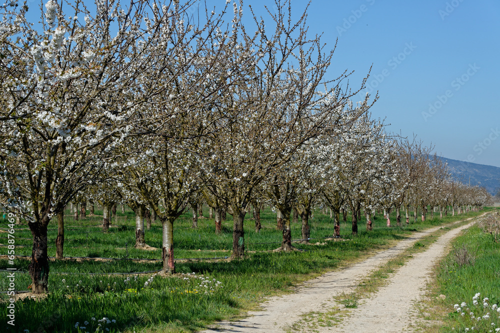 Arbres fruitiers en fleurs 