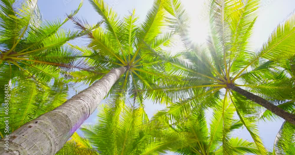 palm tree in the sun palm tree in the sun