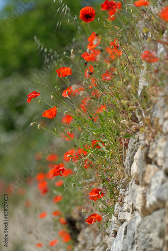 Coquelicots sur un mur en Provence au printemps