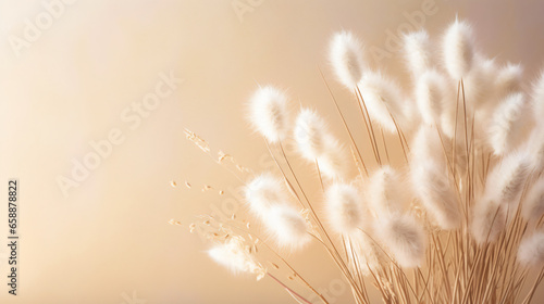 Dry fluffy bunny tails grass