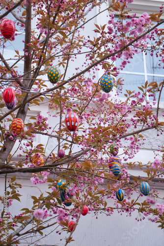 Colorful eggs hanging on a tree with pink cherry blossoms on Cherry Blossom Avenue, Heerstrasse, on a spring day in Bonn, Germany. photo