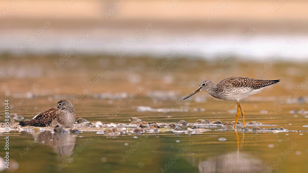 Fototapeta premium Greater Yellowlegs