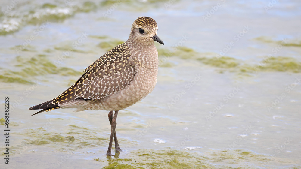 Obraz premium American Golden Plover
