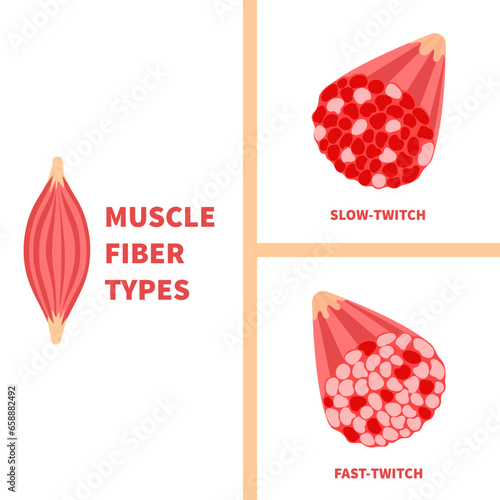 Skeletal muscle fiber types with slow twitch and fast twitch cross-section infographics. Red and white muscular tissue structure for aerobic and anaerobic exercises. Sport vector illustration.