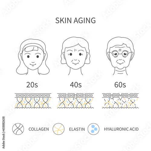 Skin aging process showing reduction of collagen, elastin and hyaluronic acid cells with time. Skin changes in younger and older woman with fine lines and wrinkles appearance. Vector illustration.