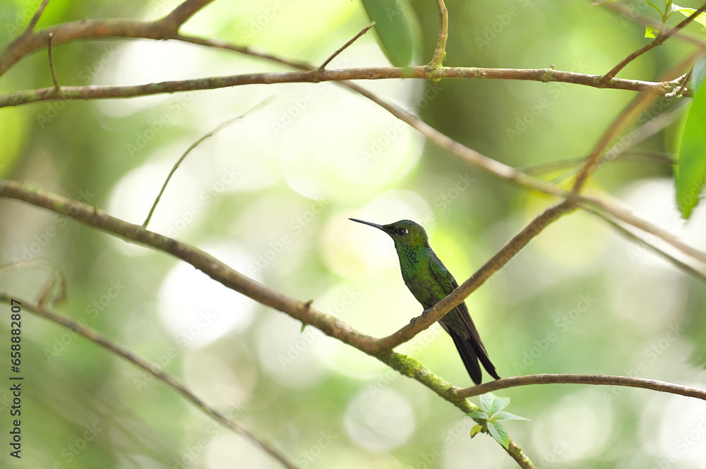 コスタリカの野鳥のいる風景(ミドリボウシテリハチドリ) コスタリカの野鳥のいる風景(ミドリボウシテリハチドリ)