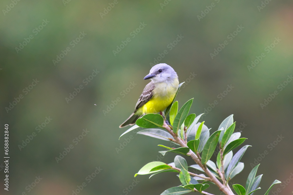 Fototapeta premium コスタリカの野鳥（オリーブタイランチョウ）