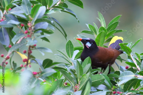 コスタリカの野鳥（オオツリスドリ）