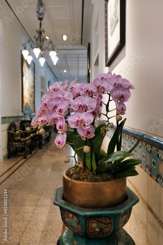 A bunch of white-with-purple-spots orchids in a terracotta pot photo