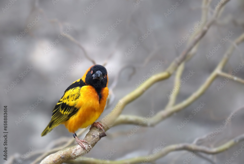 Fototapeta premium Male village weaver (Ploceus cucullatus), also known as the spotted-backed weaver or black-headed weaver bird.