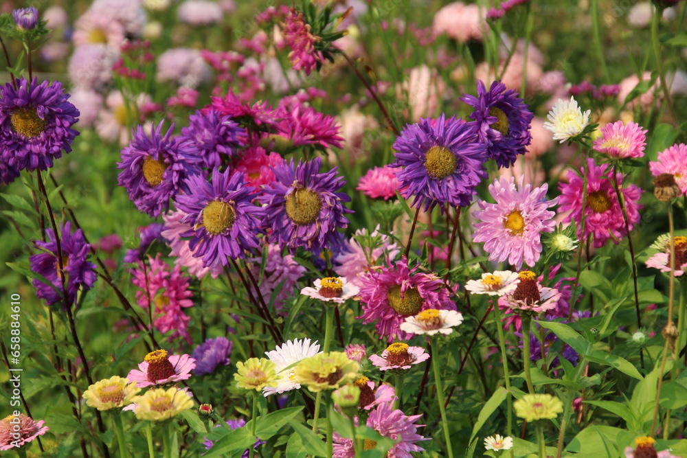 Obraz premium Asters In Bloom
