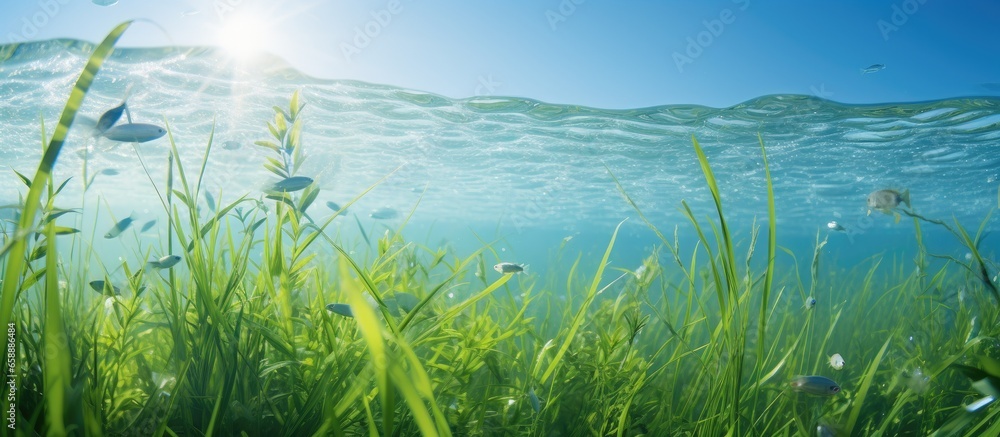 Underwater Mediterranean sea with seagrass and fish Posidonia oceanica and Sarpa salpa French riviera France With copyspace for text Underwater Mediterranean sea with seagrass and fish Posidonia oceanica and Sarpa salpa French riviera France With copyspace for text