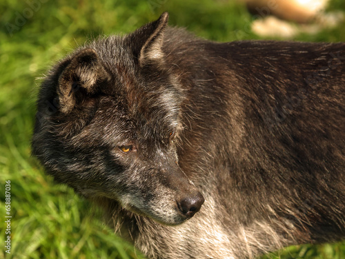 The Grey Wolf