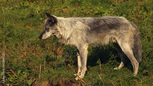 The Grey Wolf