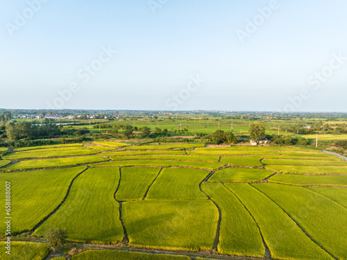 rice field in china