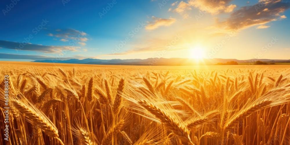 a wheat field with the sun setting - obrazy, fototapety, plakaty 