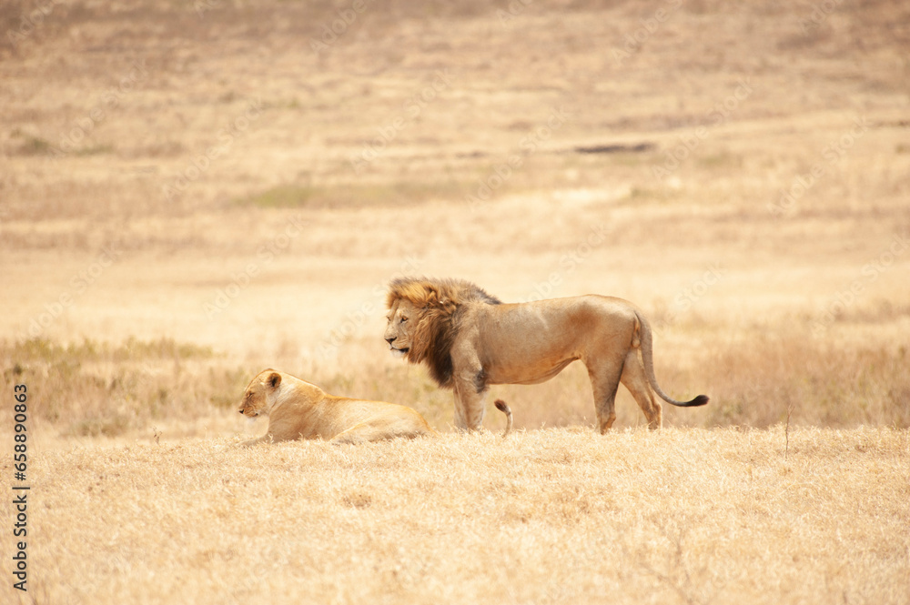 Lion and lioness after intercourse, Serengeti National Park, Tanzania, August 2010 Lion and lioness after intercourse, Serengeti National Park, Tanzania, August 2010