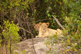 Lion cubs in the bushes, Serengeti National Park, Tanzania