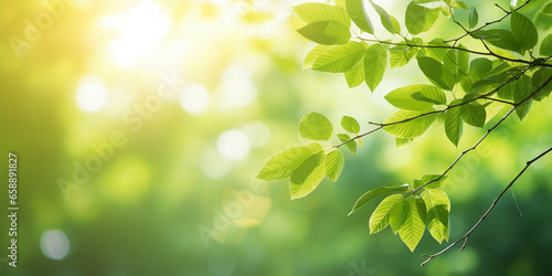 Nature background with green leaves on tree and blurry background with sunlight and bokeh