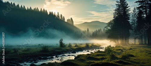 Misty morning glow amid trees With copyspace for text