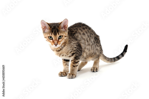 Purebred smooth-haired cat on a white isolated background © Евгений Порохин