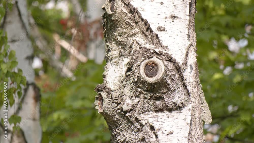 View of the white trunks of birch, close-up. Birch in the forest on a sunny day. White trunks in the sun. A unique drawing on the bark of birch.
View of the white trunks of birch, close-up. Birch in the forest on a sunny day. White trunks in the sun. A unique drawing on the bark of birch.