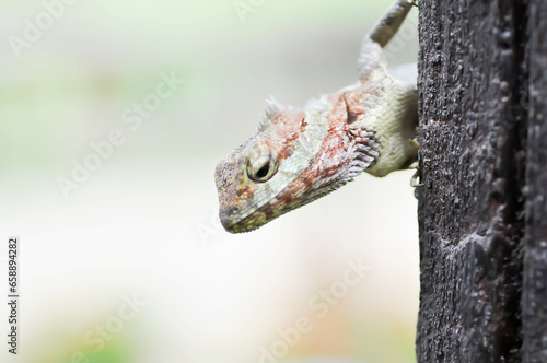 chameleon or Lizards, Lacertilia or Sauria or Squamata or Serpentes or reptile photo