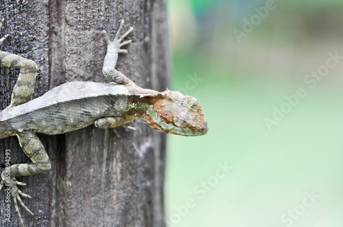 chameleon or Lizards, Lacertilia or Sauria or Squamata or Serpentes or reptile photo