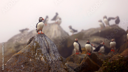 Puffin