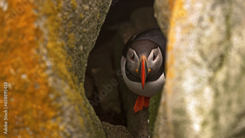 Puffin