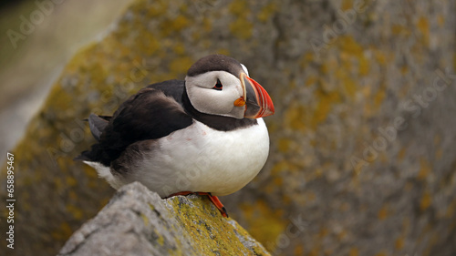 Puffin