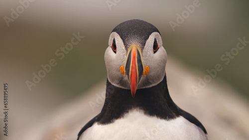 Puffin