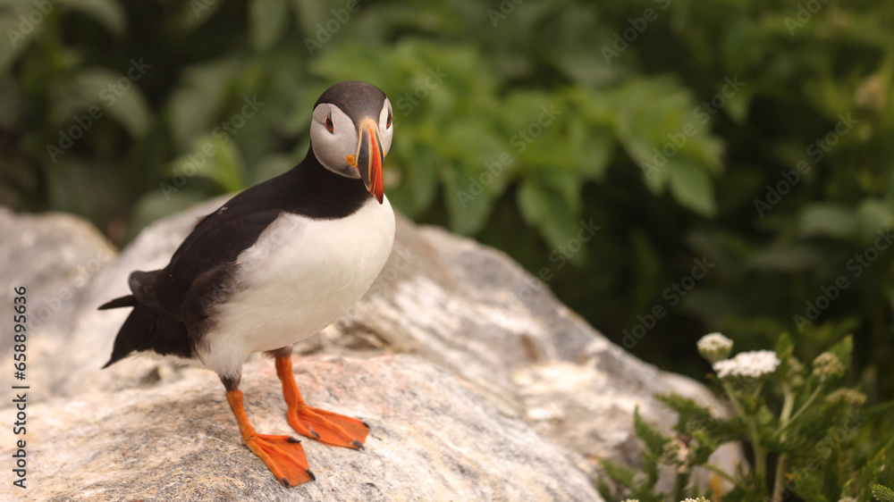Naklejka premium Puffin