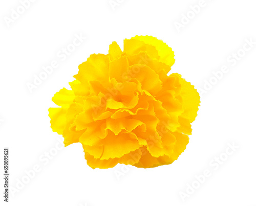 Yellow paper flower isolated on white background. Handmade or handcrafted and designed. Beautiful object
