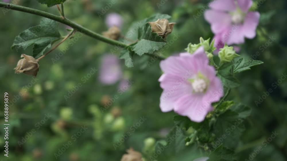 Greater musk-mallow on soft background (greater musk-mallow, cut-leaved mallow, vervain mallow or hollyhock mallow). Lonely Malva flower standing out against early summer background
Greater musk-mallow on soft background (greater musk-mallow, cut-leaved mallow, vervain mallow or hollyhock mallow). Lonely Malva flower standing out against early summer background