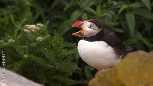 Puffin