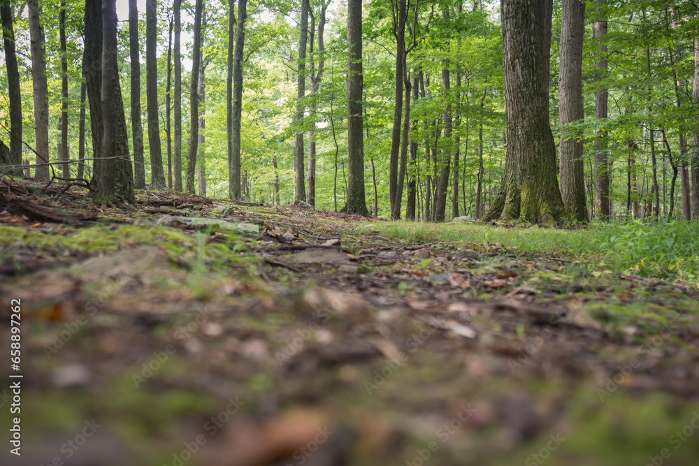 Fototapeta premium Dirt hiking fast in forest.