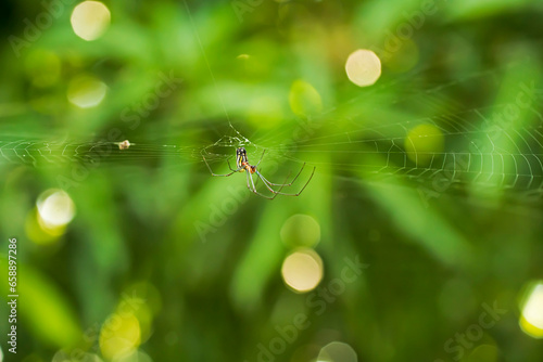 spider Leucauge argyra in its web among the vegetation