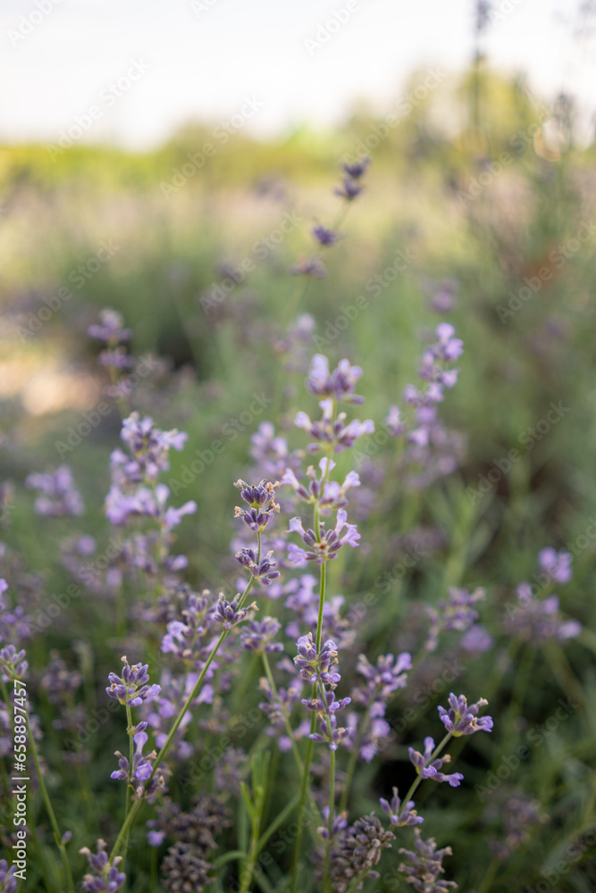 Obraz premium Close-up of aromatic lavender blooms in a sunlit field