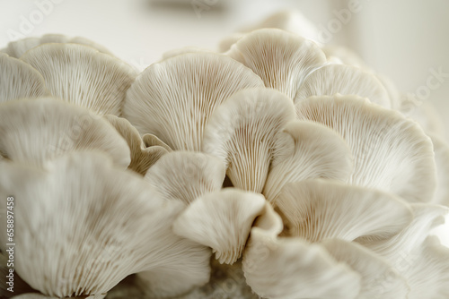 Close-up of Italian oyster mushrooms, showcasing texture
