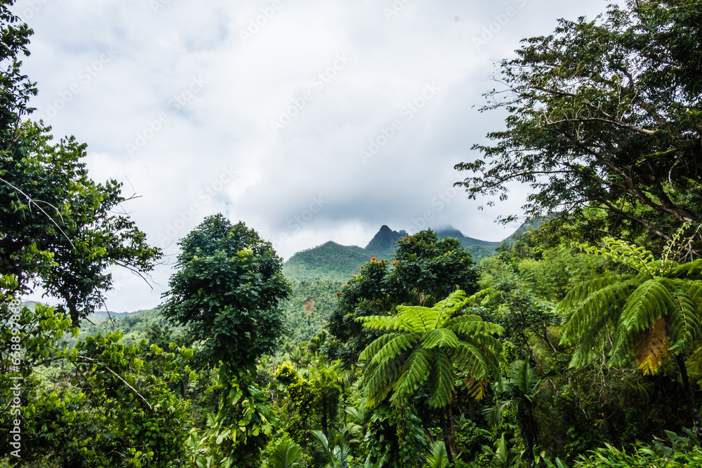 El Yunque National Forest in Puerto Rico.