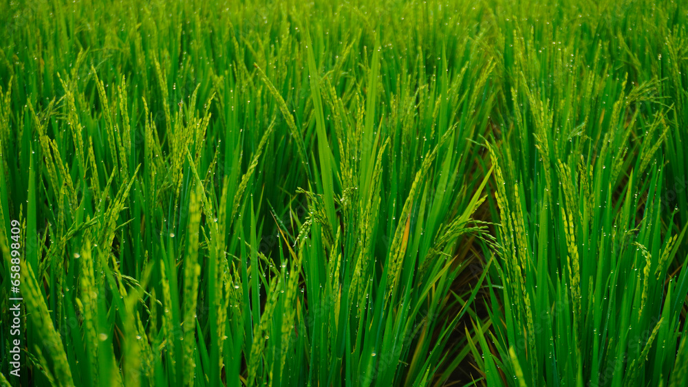 Obraz premium the rice in the rice fields is dewy in the morning, the rice grows green and fertile
